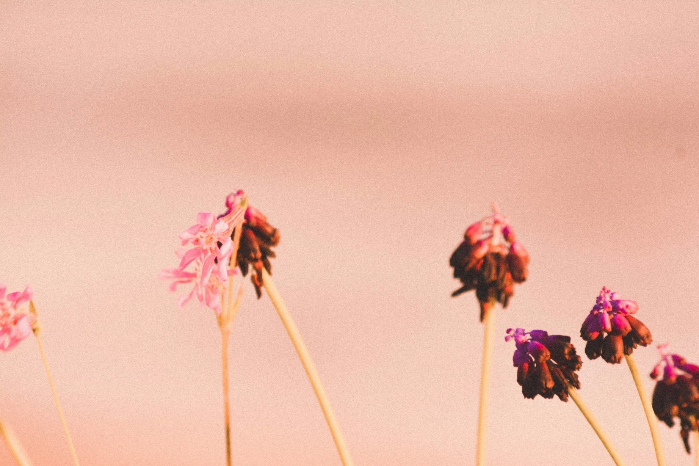 a group of flowers that are pink in color