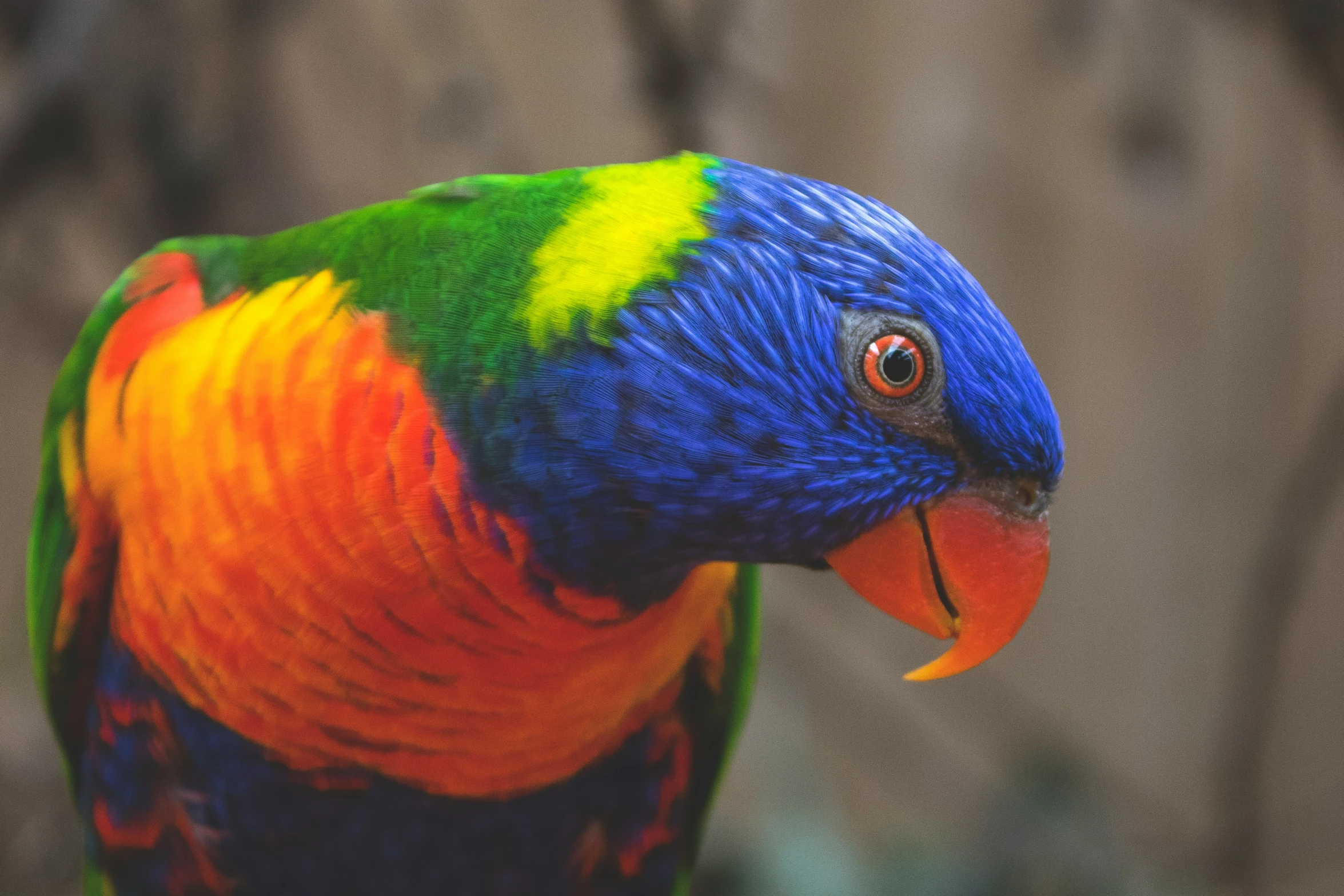 the brightly colored parrot sits near a tree nch