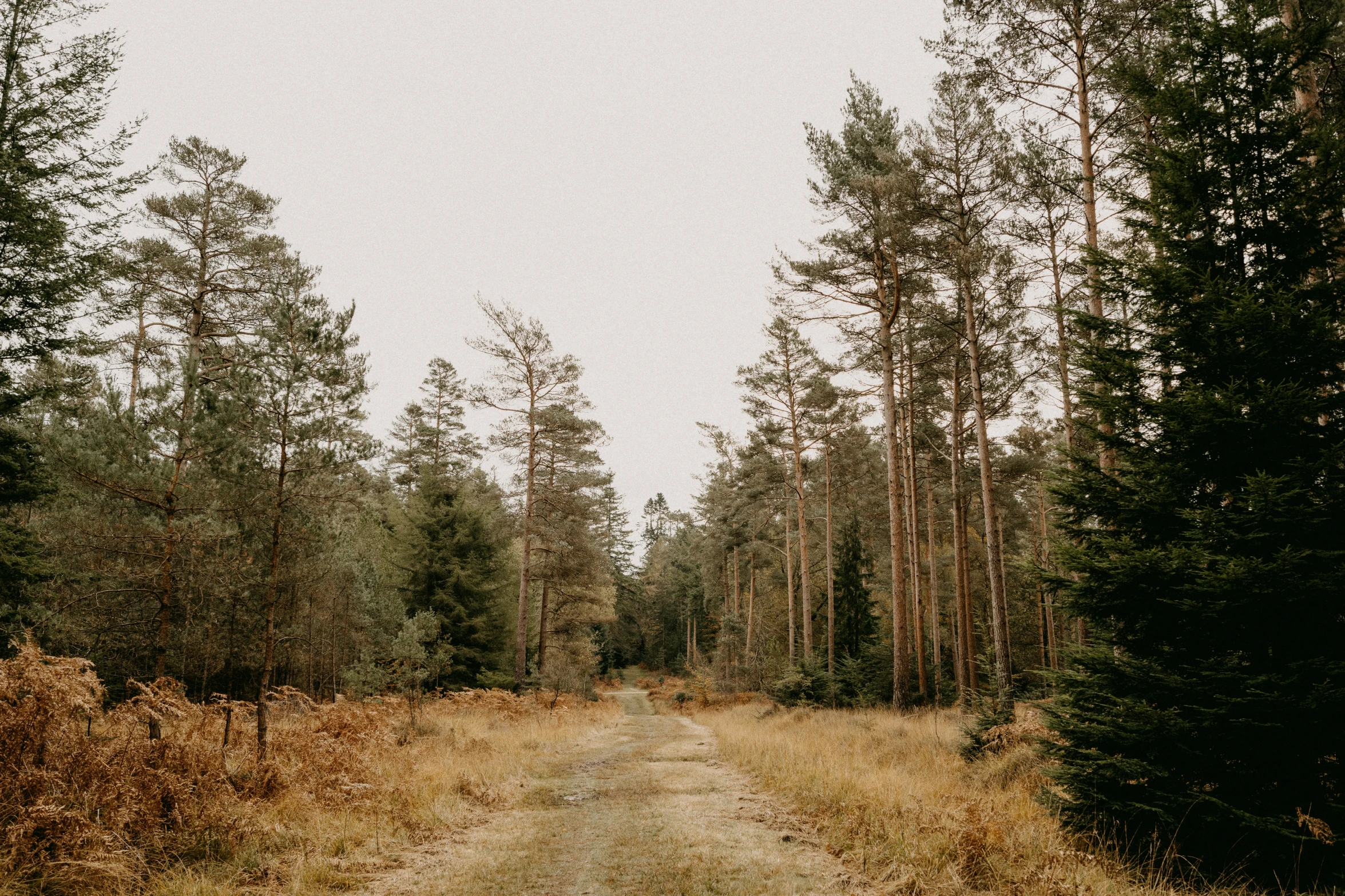 a dirt road surrounded by tall trees and tall grass