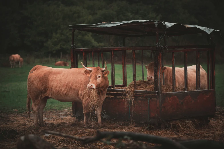 two cows are standing near each other and eating