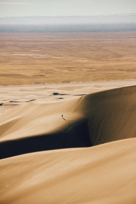 desert with small shrubs growing from the top of the dunes