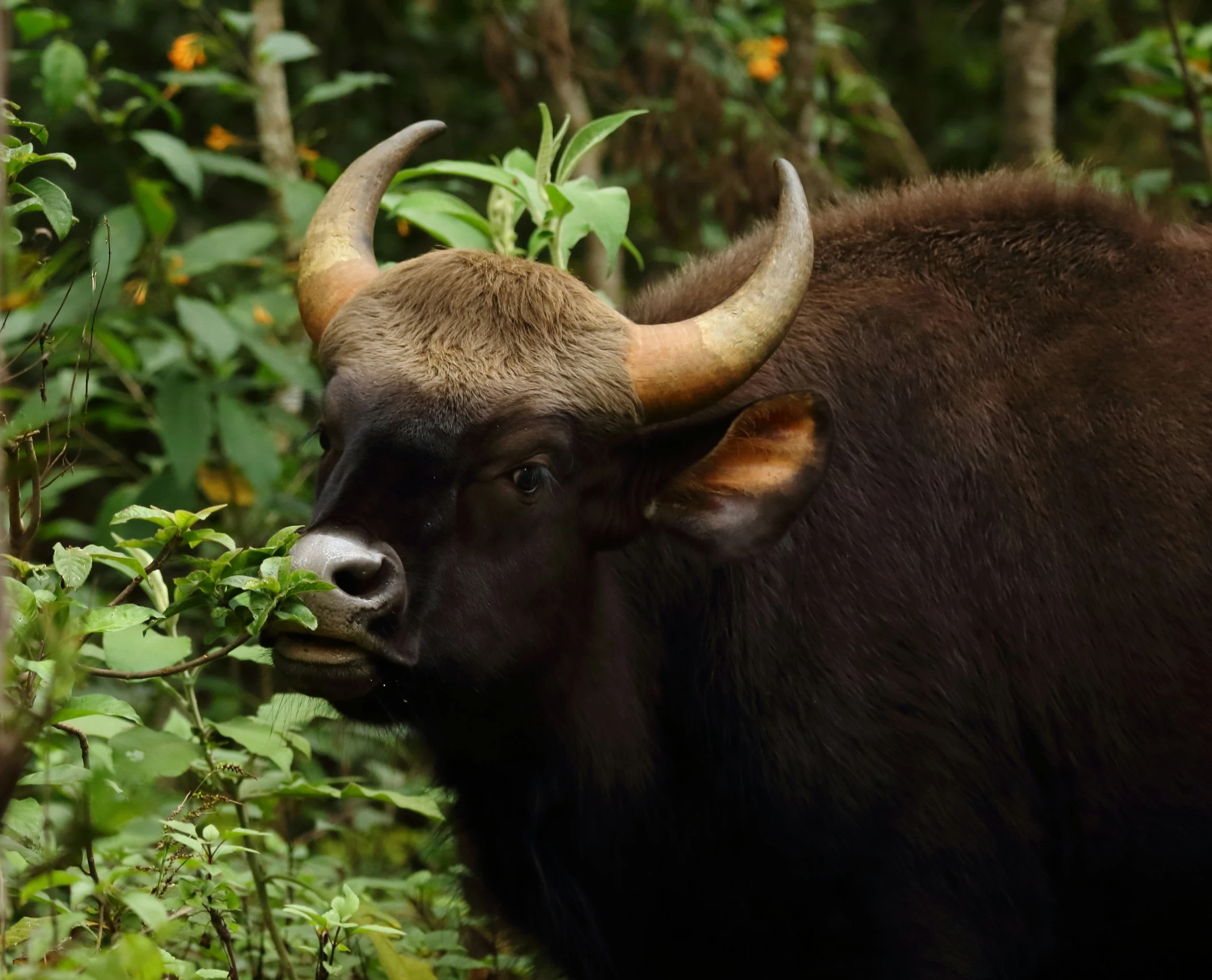 a brown bull standing in a forest filled with foliage