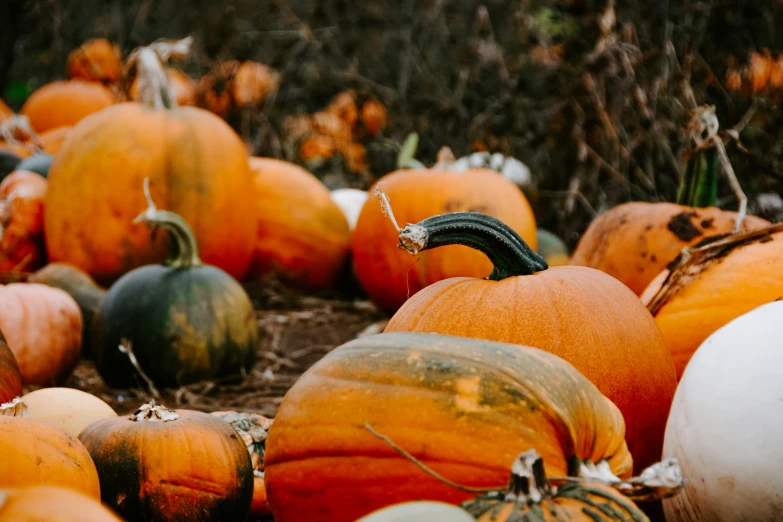 a large group of pumpkins are laying in the mud