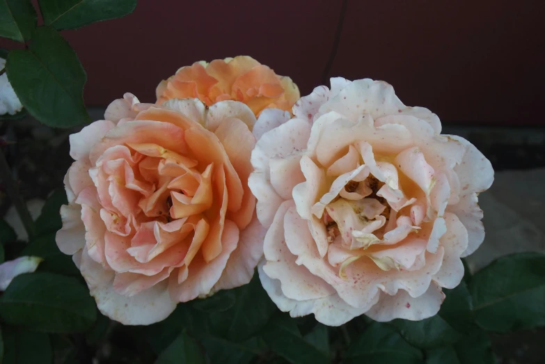 two pink roses that are next to each other