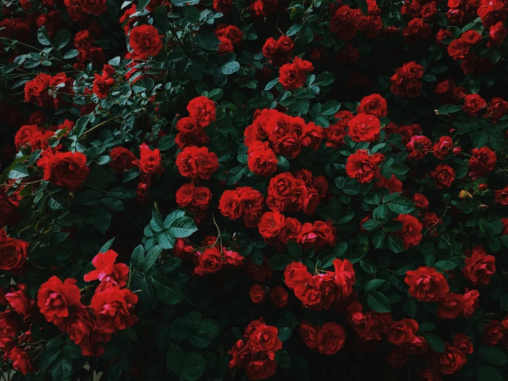 several different red flowers that are next to each other