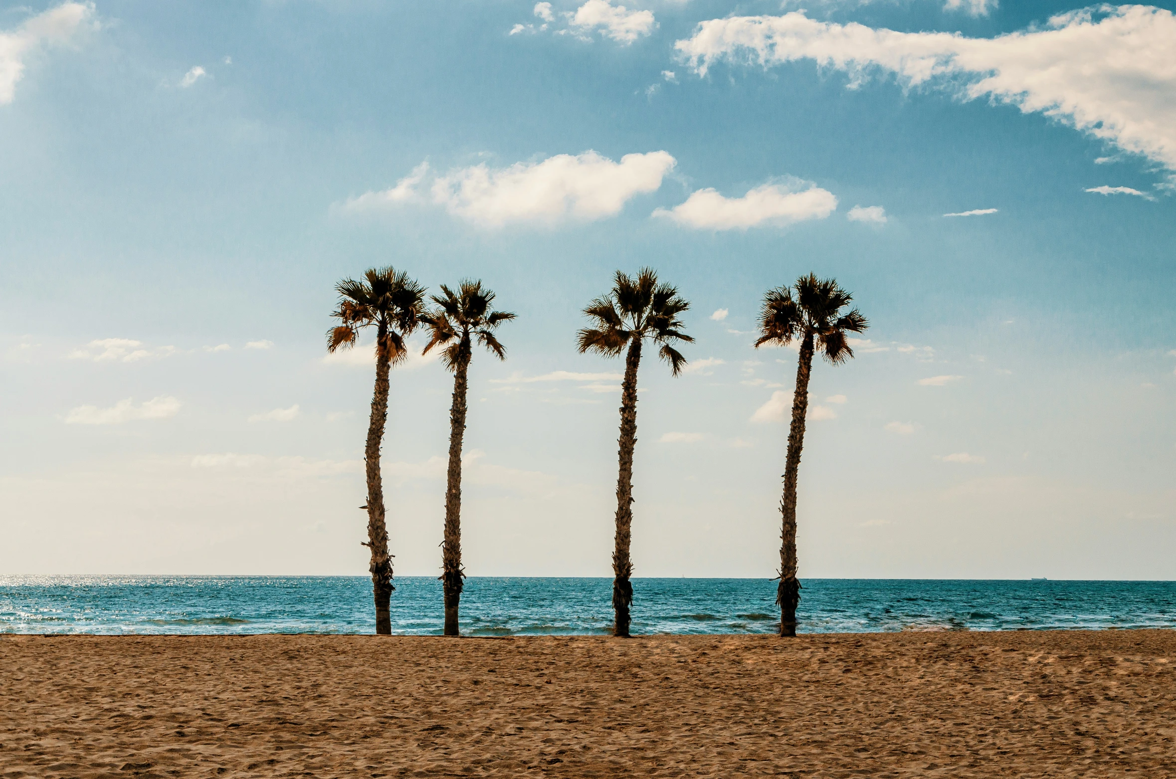 palm trees are next to the ocean on a beach