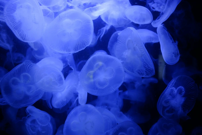 many jellyfish in the blue water are swimming