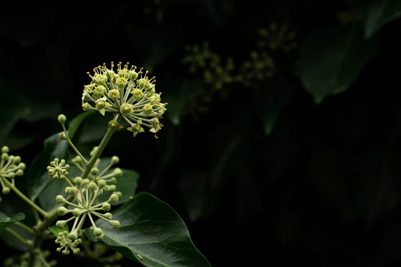 a green flower surrounded by leaves with other flowers in the background