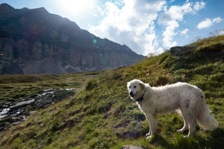 a very big pretty dog by some nice hills