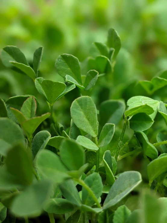 small green plants grow in the grass