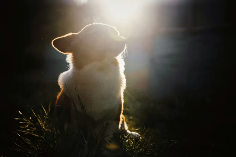 a large dog sitting in the grass while the sun is low in the sky