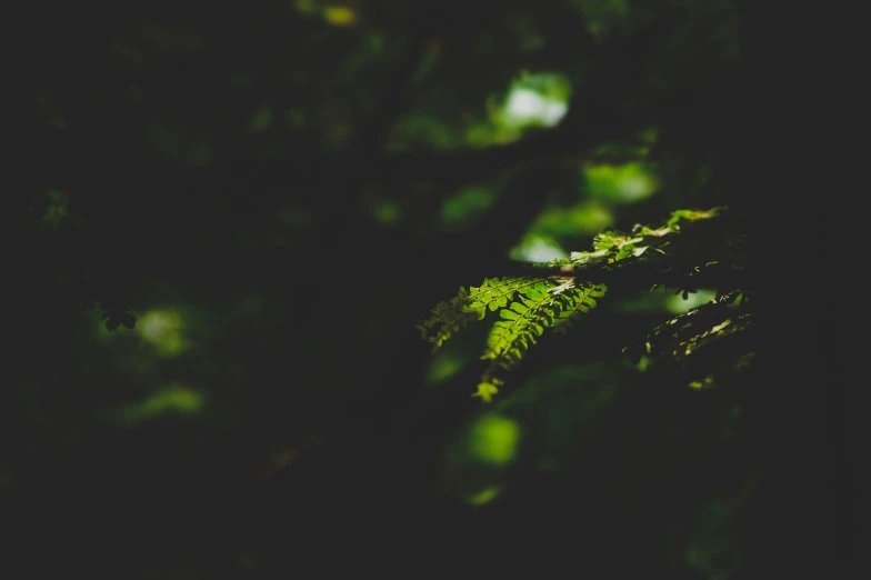 leaves are on the nch in the sunlight