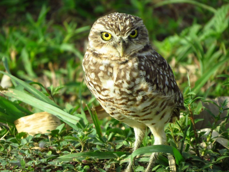 a bird that is standing in the grass