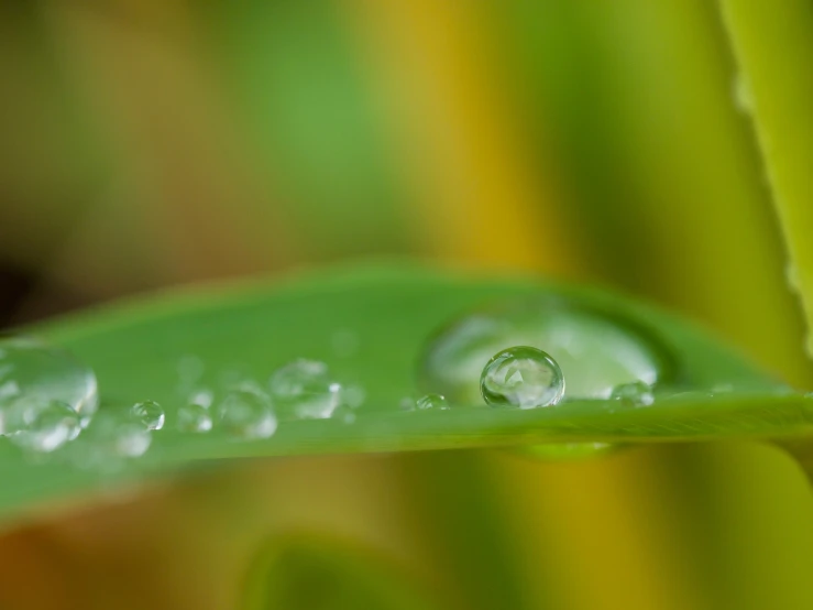 a close up po of a green plant with droplets of dew