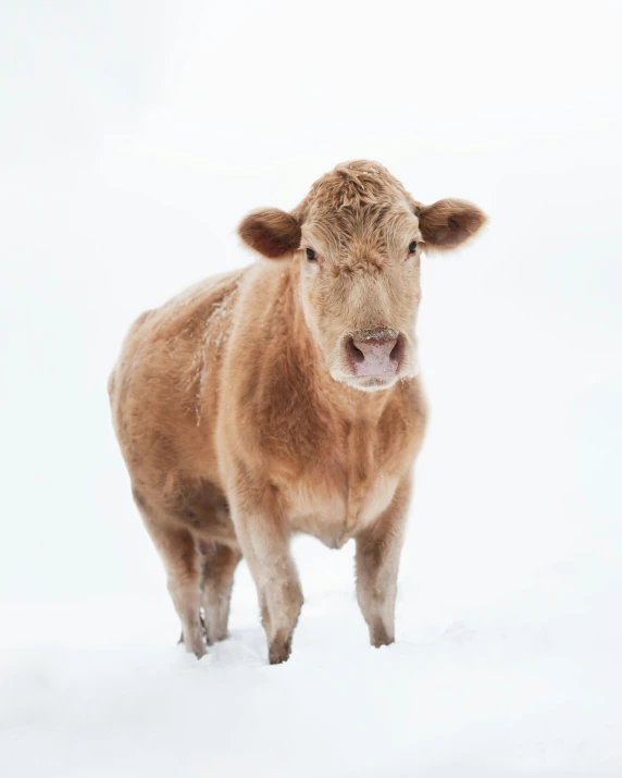 this is a young calf standing in the snow