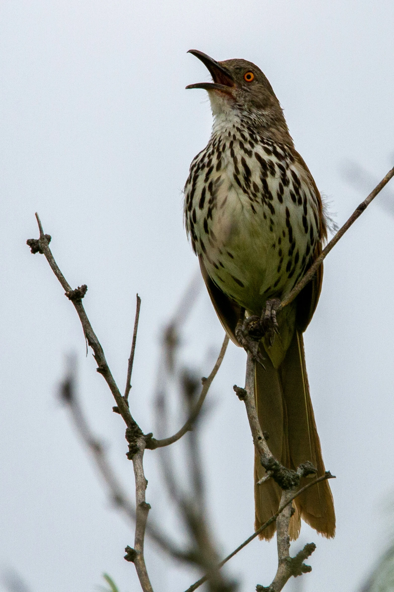 there is a bird that is sitting on a nch