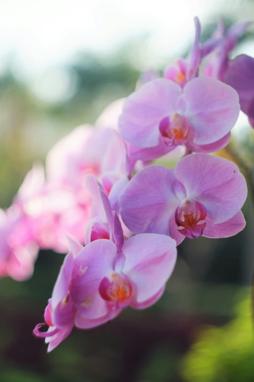 a close up of some pink flowers blooming in a bush