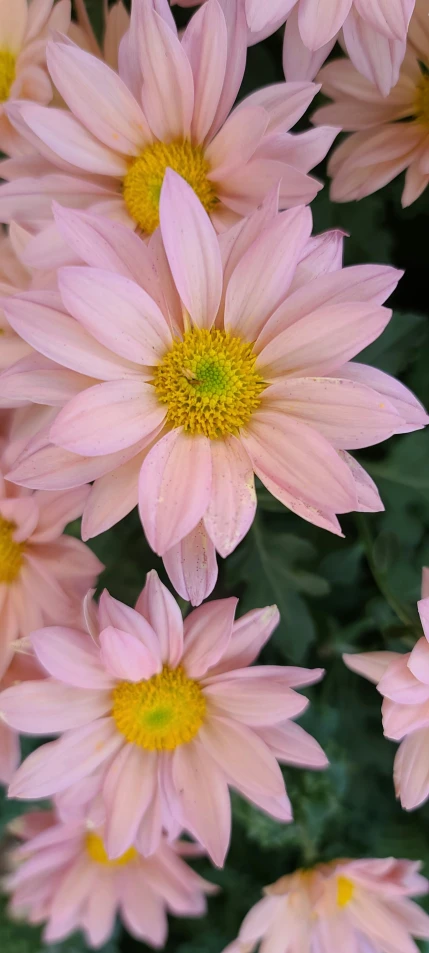 pink and yellow flowers in the garden