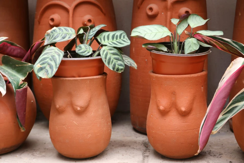 a display of potted plants, like monster faces