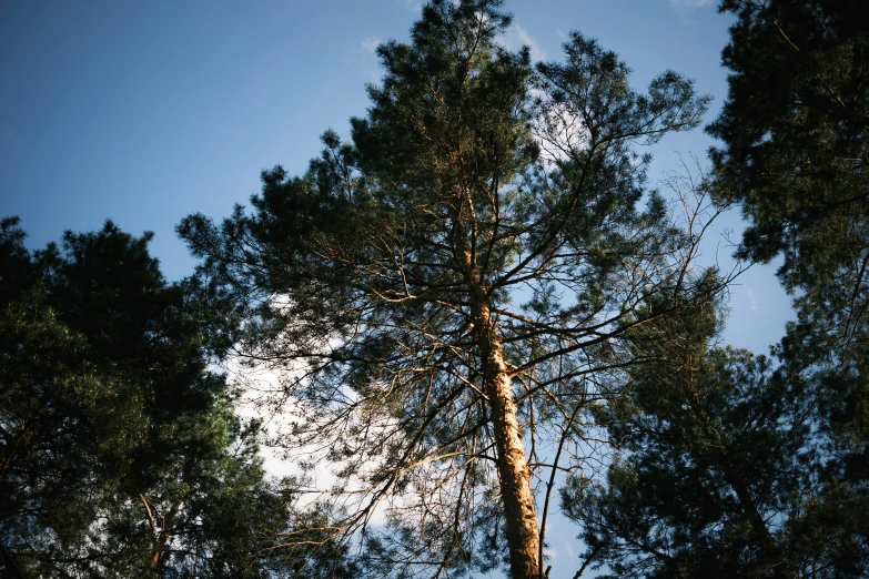 trees with no leaves on them stand in the sky