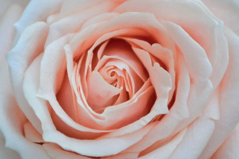 close up pograph of pink roses with an unzipped center