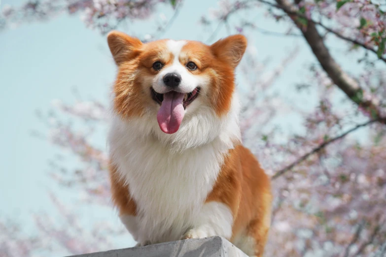 the dog is standing on top of the roof with its mouth open