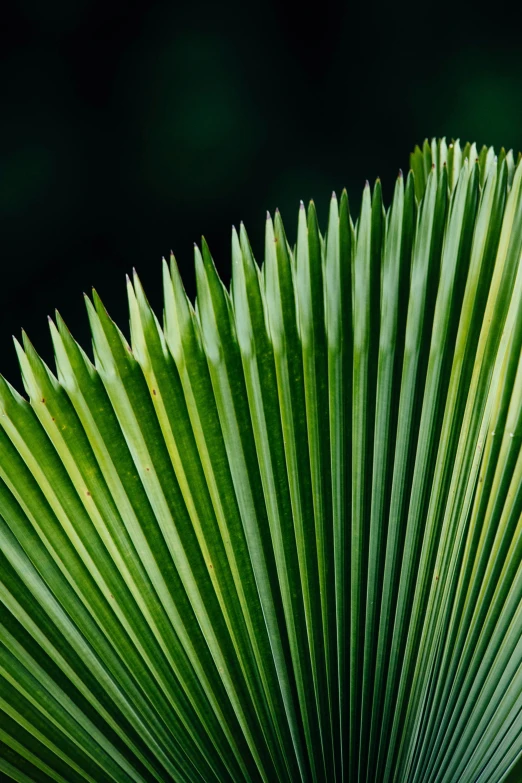 an overhead po of the leaves of palm trees