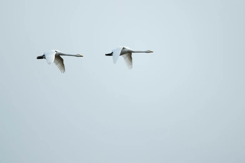 a pair of geese flying in the sky