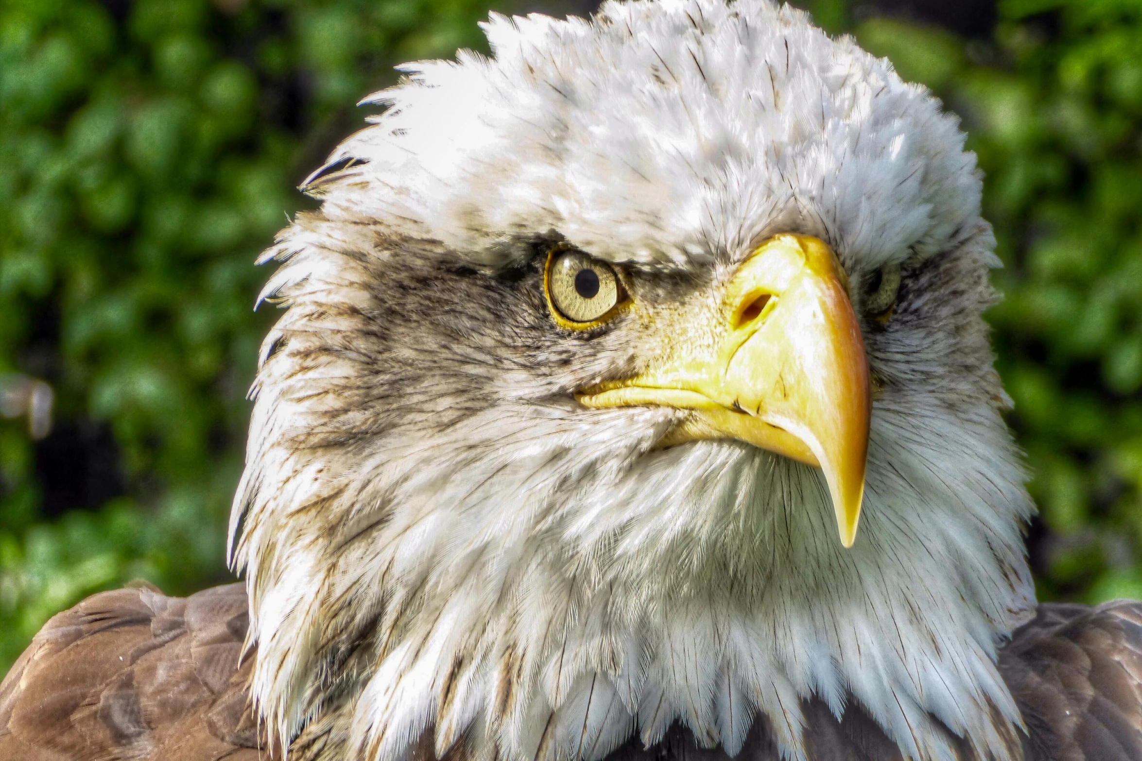 an eagle looks intently at the camera with an unmotled look on its face