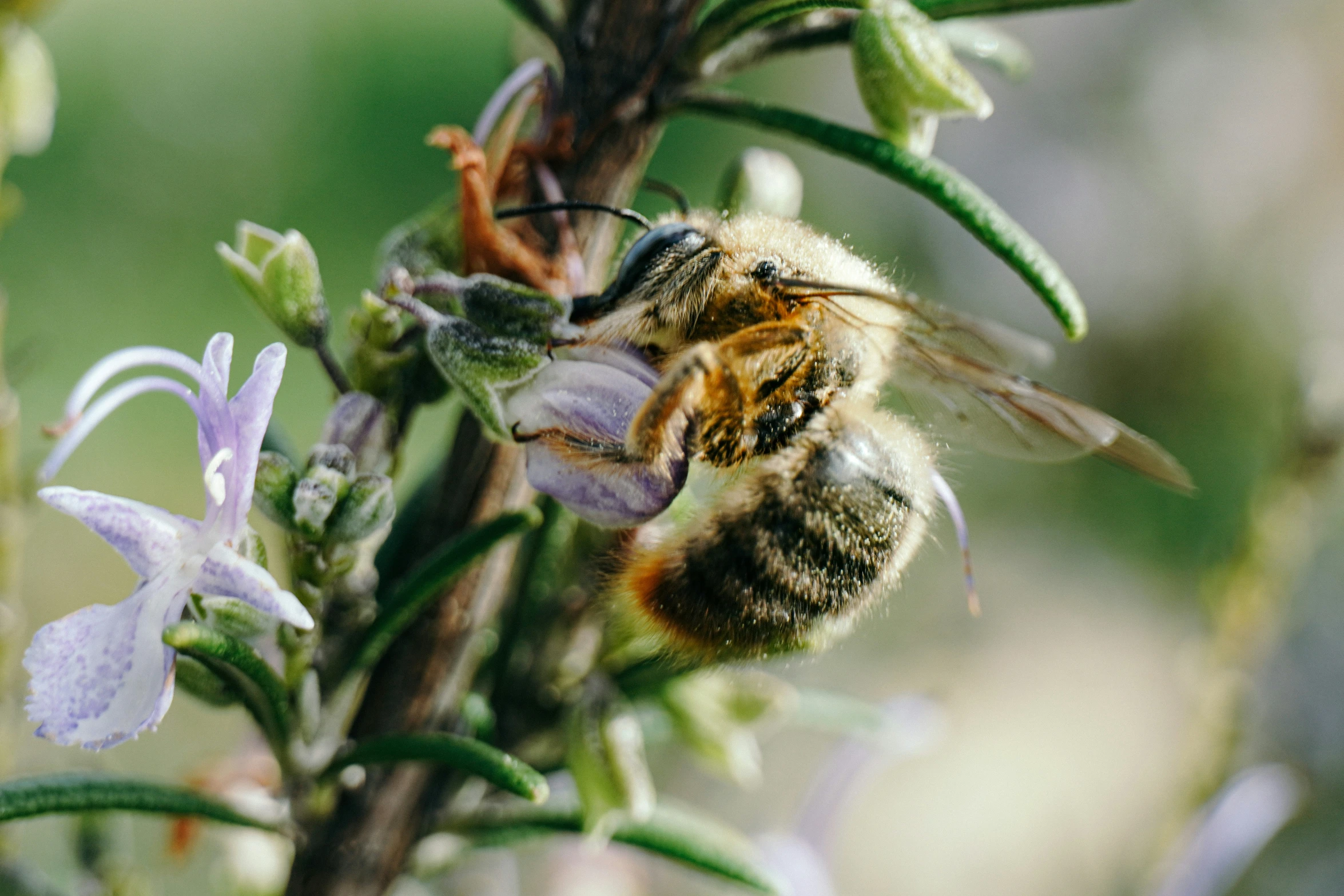 closeup of a bee on the flower