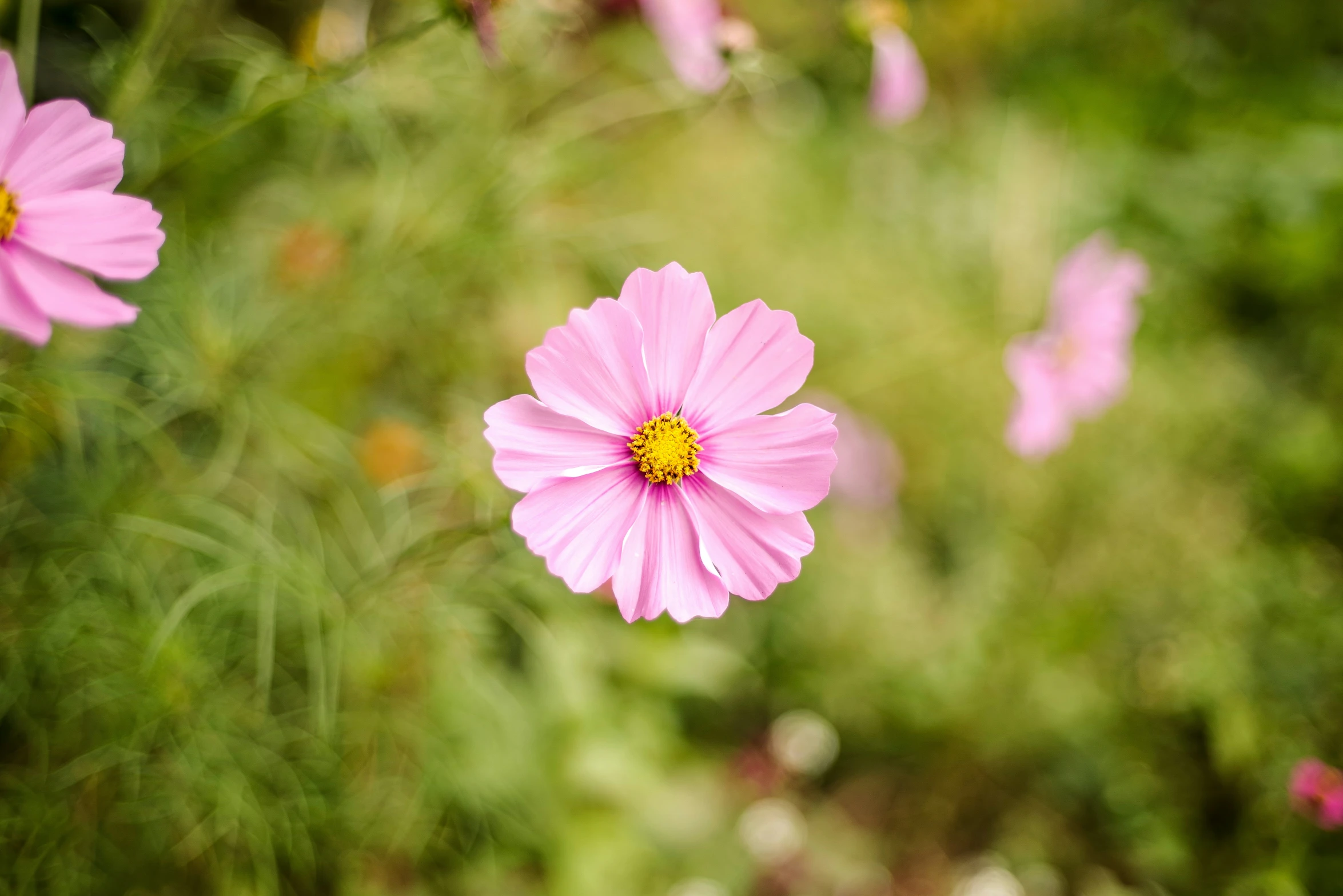 pink flowers in the midst of green and yellow