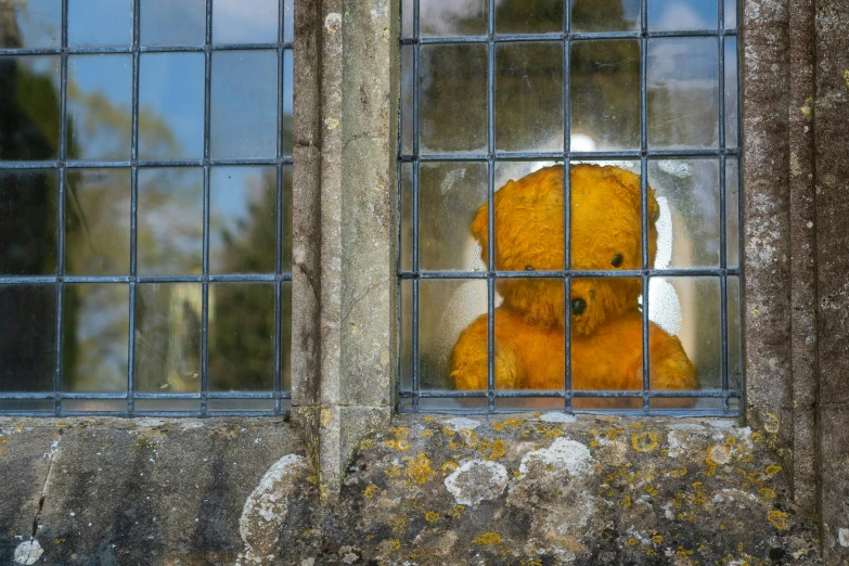 a yellow teddy bear looking out of the window