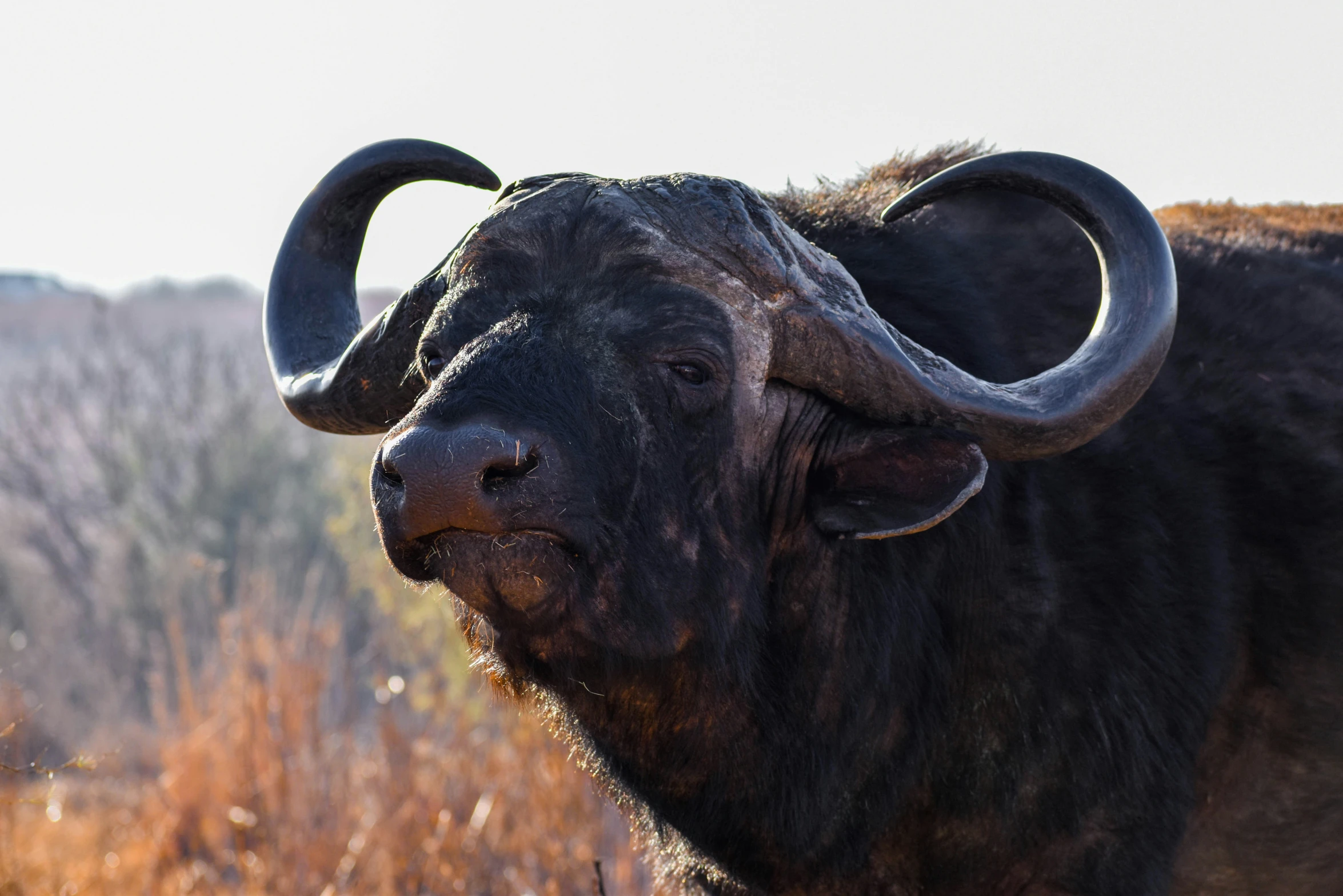 a long horn bull standing on top of a dry grass field