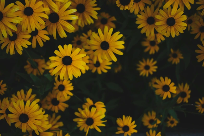 an up close view of sunflowers in bloom