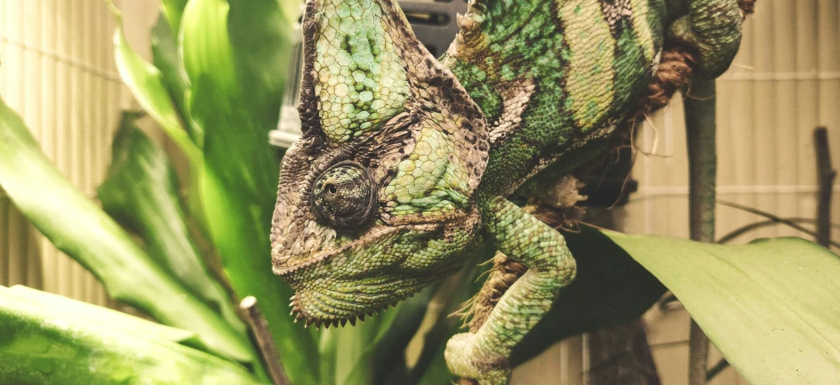 a close up view of a colorful chamelon perched on some leaves