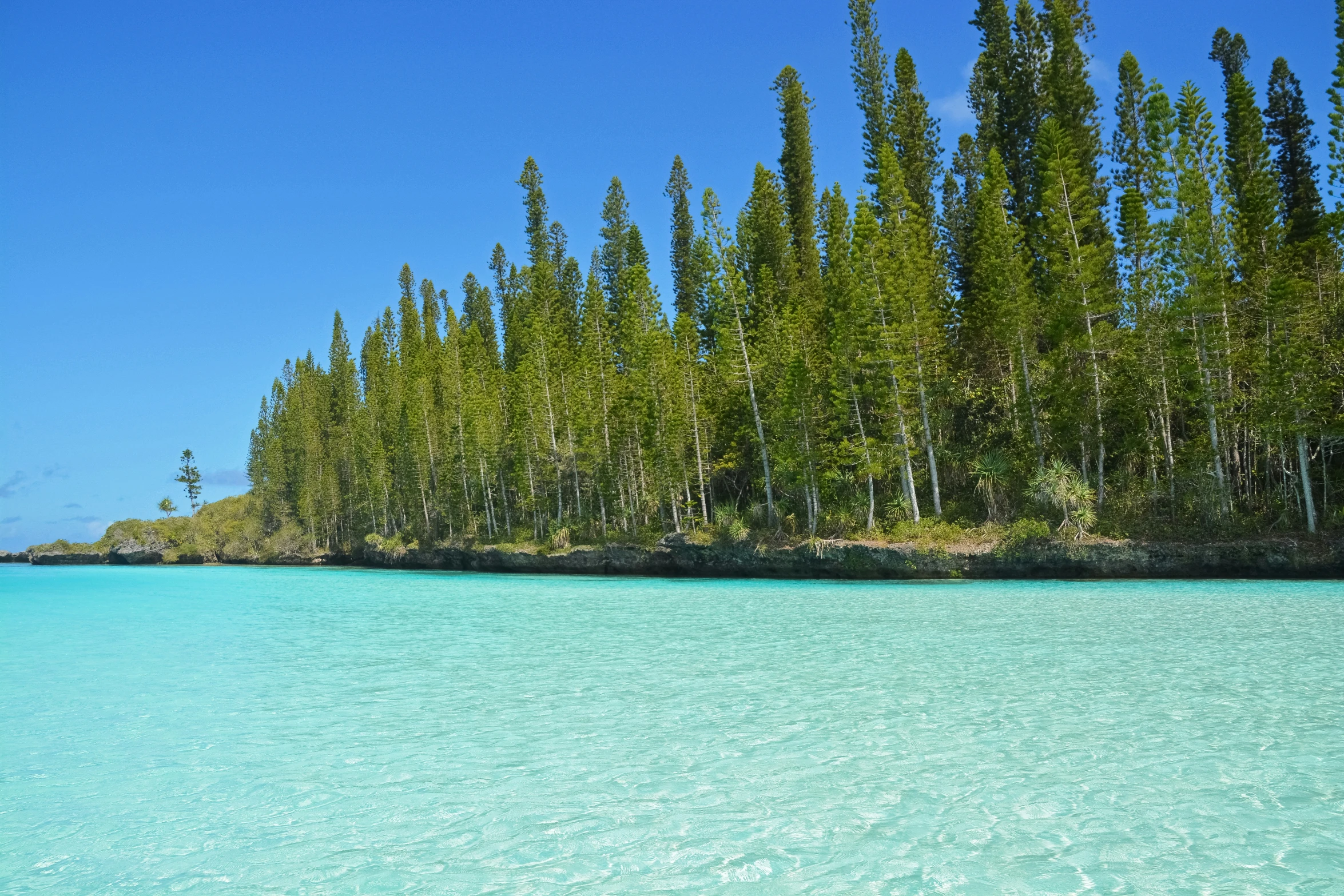 an image of trees on the shore of a lake