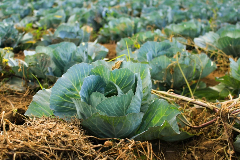 some very pretty leafy plants growing in a field