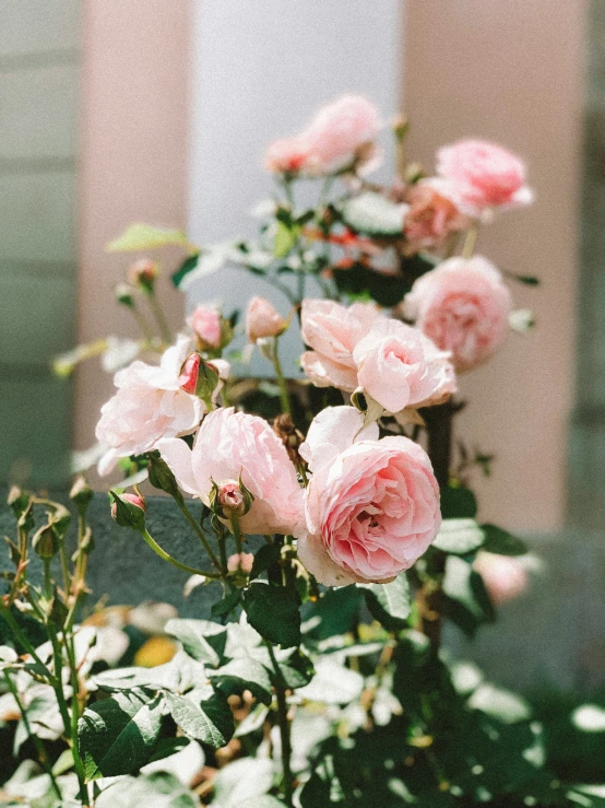 pink flowers growing in the sun light by a building