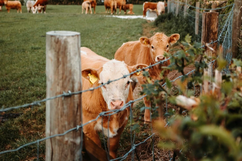 a group of cows that are standing in the grass