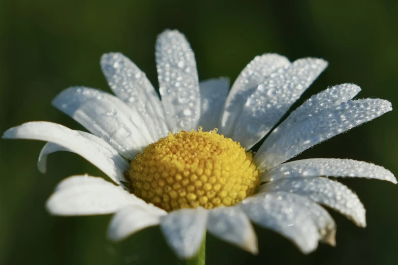 the back of a single white daisy with drops of water on it