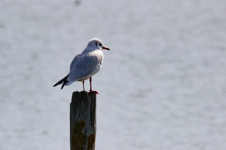 a seagull perched on top of a wooden pole