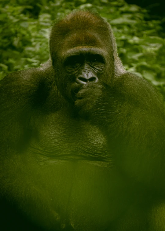 the big gorilla is relaxing in the grass