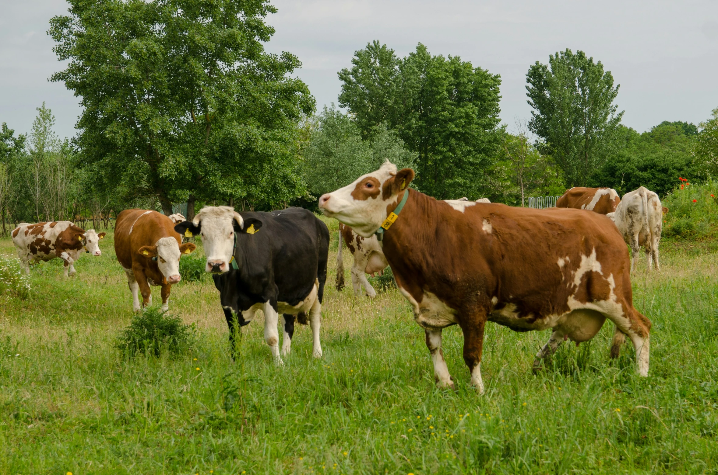 cows in a green pasture grazing on grass