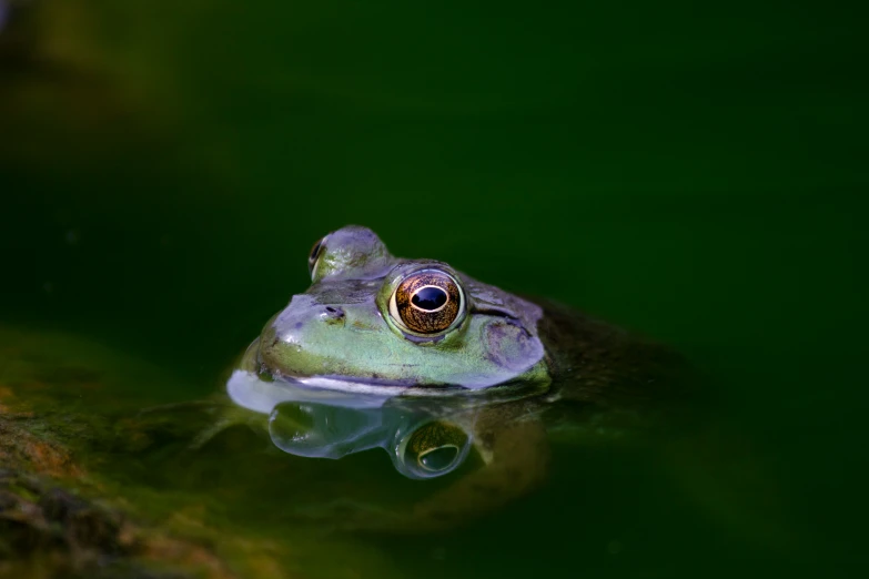 a frog sitting in the pond looking at soing