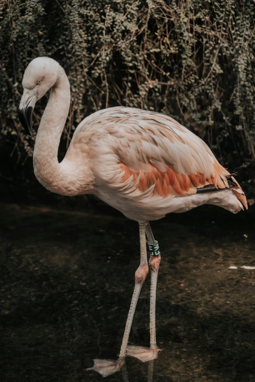a flamingo standing in the water with its head turned