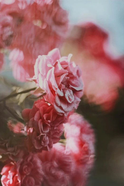 the bouquet of flowers is pink and red