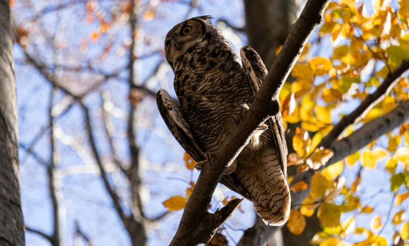 an owl is sitting on a nch while looking off into the distance
