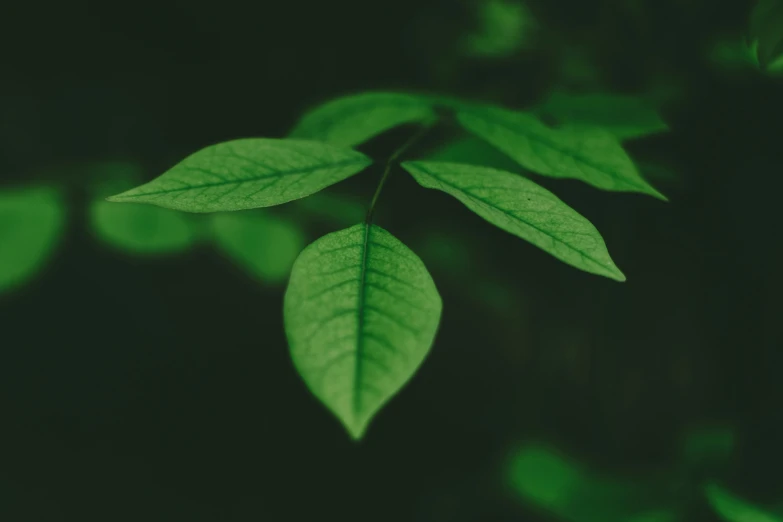 an abstract image of leaves from the top