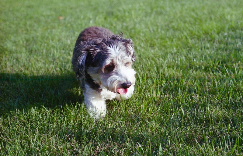 a close up of a dog walking in a field