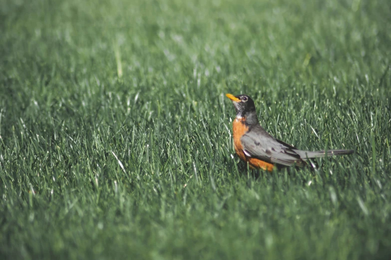 a small bird standing in a green field